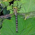 Blaugrüne Mosaikjungfer (Aeshna cyanea), frisch geschlüpft......