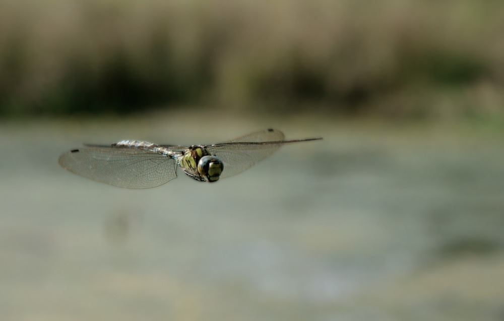 Blaugrüne Mosaikjungfer (Aeshna cyanea) I