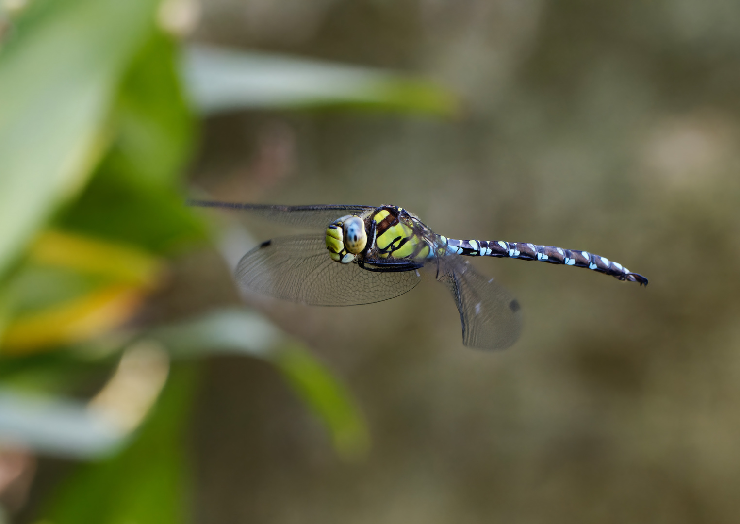 Blaugrüne Mosaikjungfer (Aeshna cyanea)  im Flug