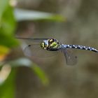 Blaugrüne Mosaikjungfer (Aeshna cyanea)  im Flug