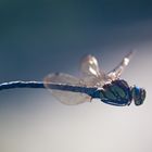Blaugrüne Mosaikjungfer (Aeshna cyanea) im Flug