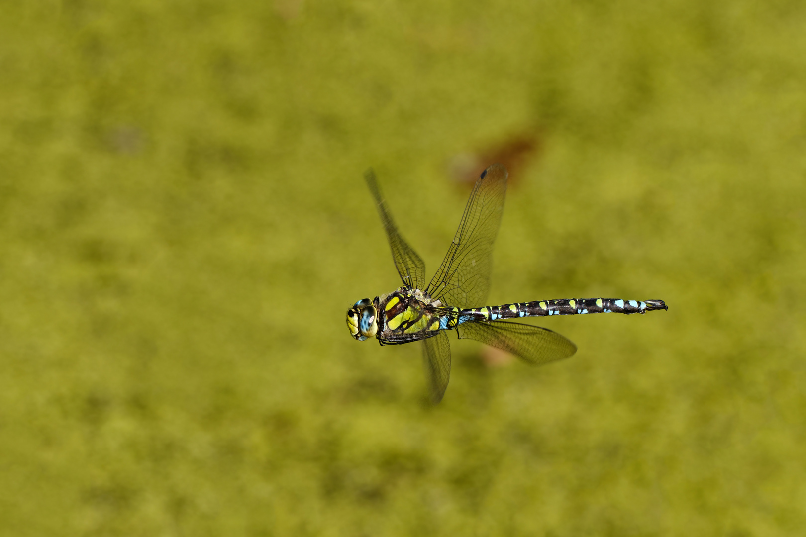 Blaugrüne Mosaikjungfer (Aeshna cyanea) im Flug