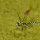 Blaugrüne Mosaikjungfer (Aeshna cyanea) im Flug