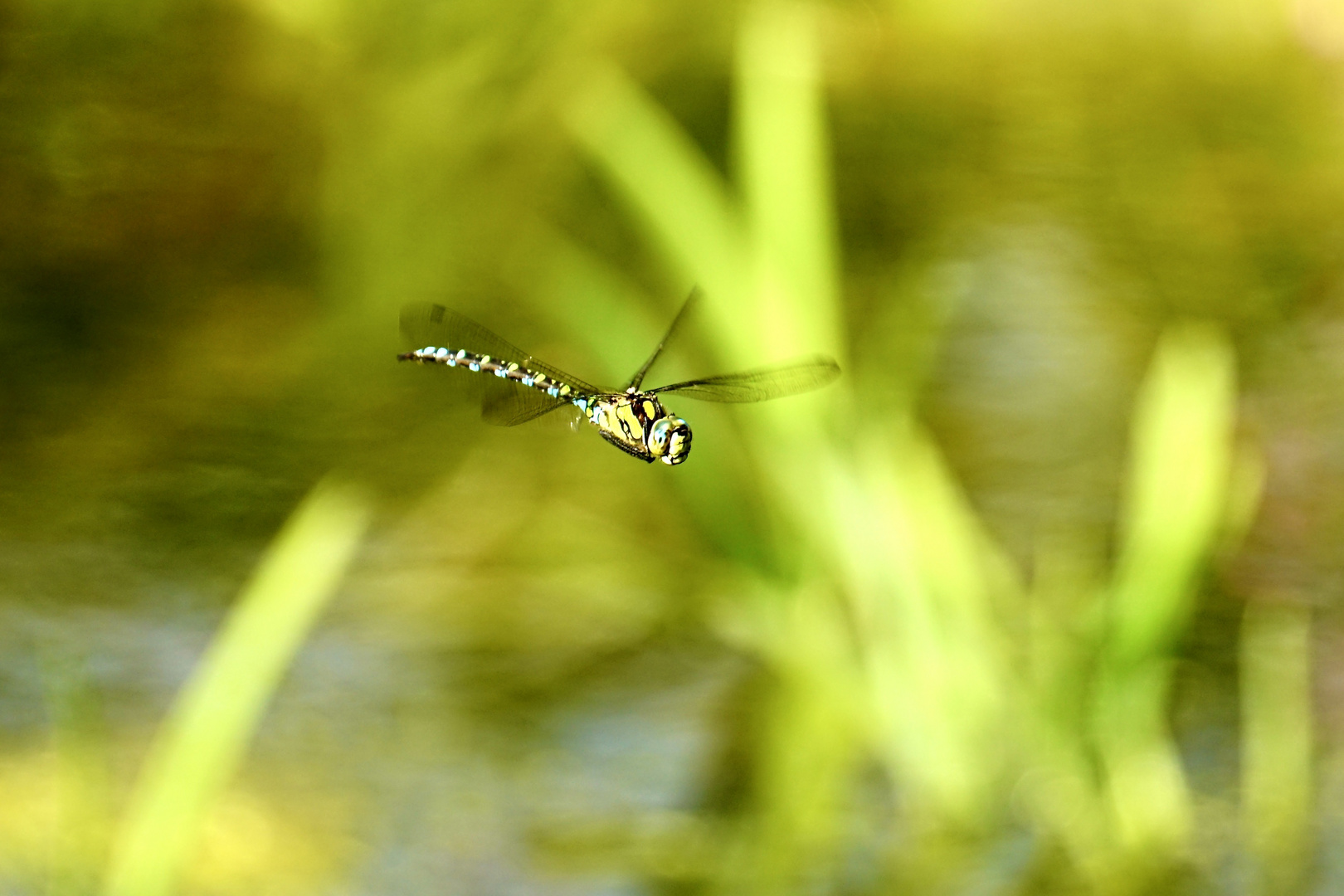 Blaugrüne Mosaikjungfer (Aeshna cyanea), im Flug