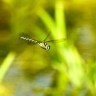 Blaugrüne Mosaikjungfer (Aeshna cyanea), im Flug