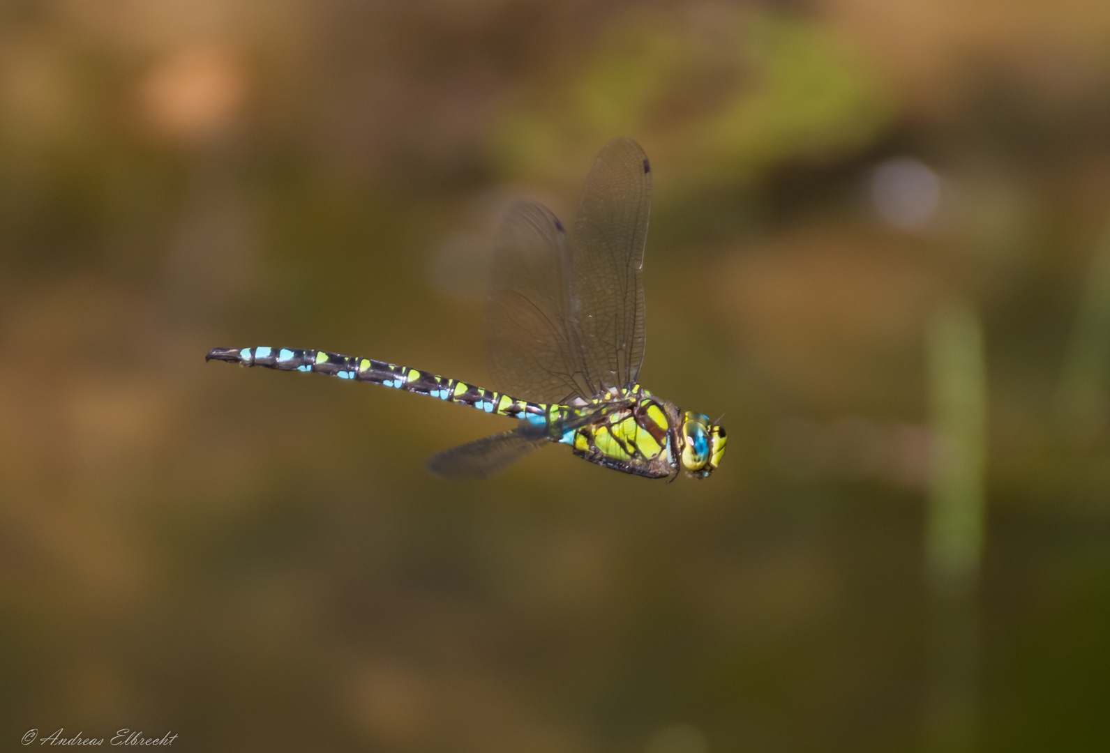 Blaugrüne Mosaikjungfer (Aeshna cyanea) Im Flug