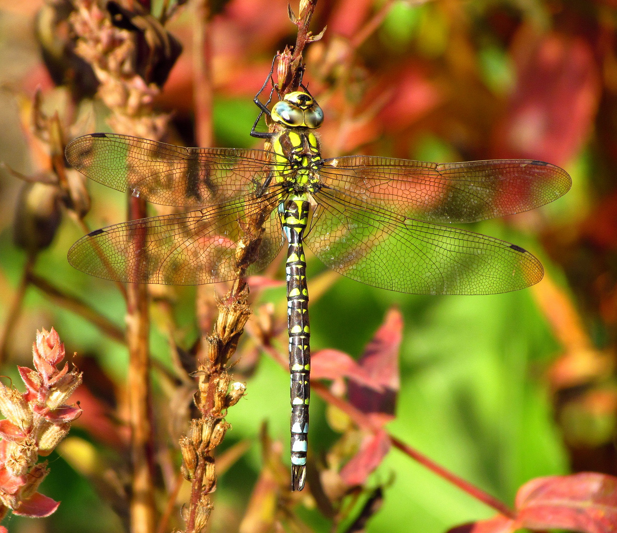 Blaugrüne Mosaikjungfer (Aeshna cyanea), Männchen (1)