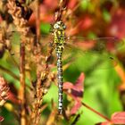 Blaugrüne Mosaikjungfer (Aeshna cyanea), Männchen (1)