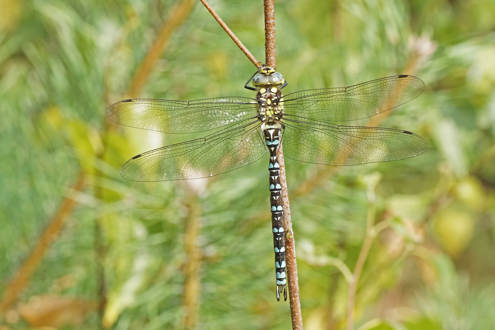 Blaugrüne Mosaikjungfer (Aeshna cyanea), Männchen