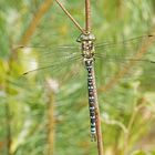 Blaugrüne Mosaikjungfer (Aeshna cyanea), Männchen