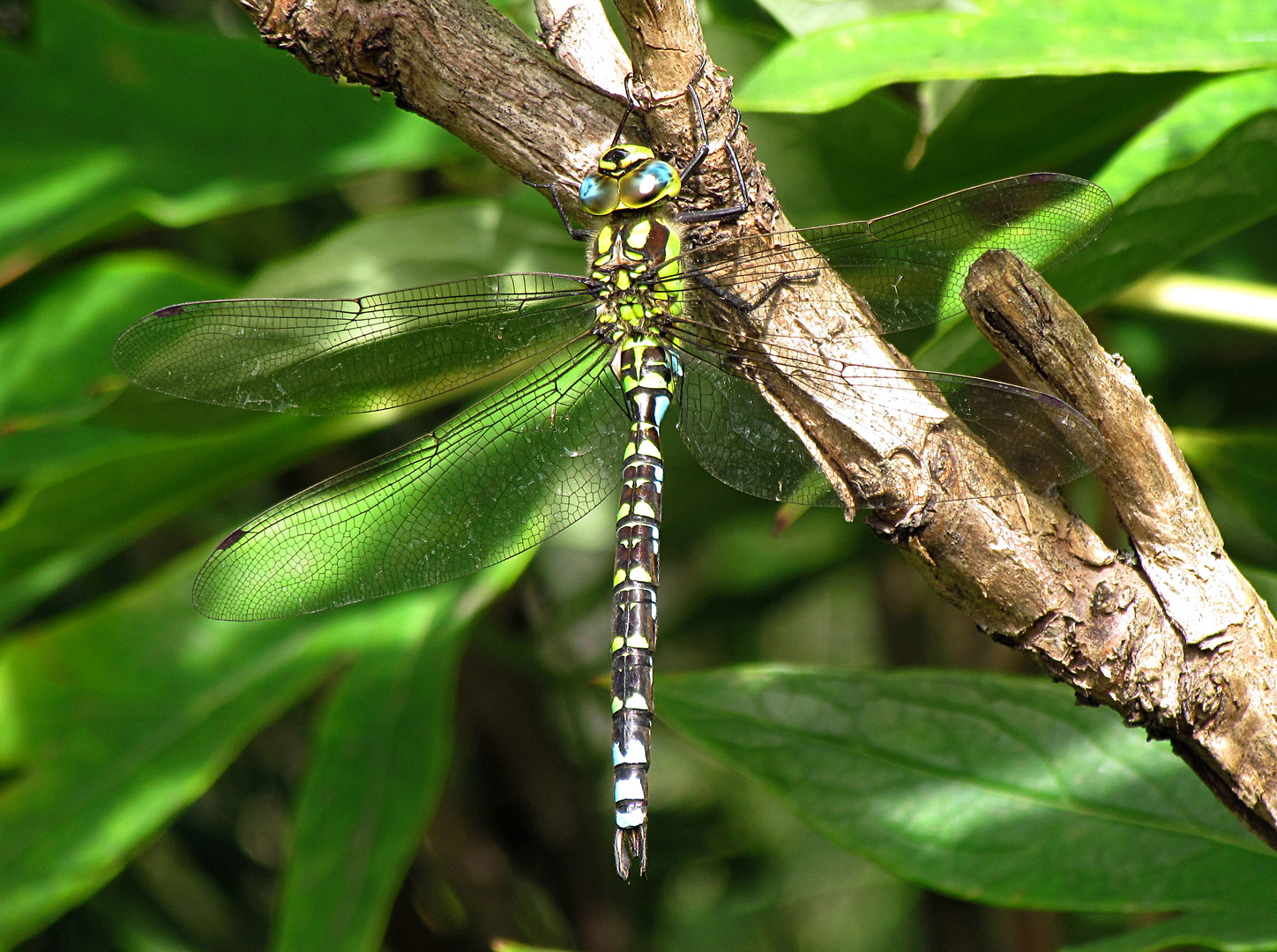 Blaugrüne Mosaikjungfer (Aeshna cyanea), Männchen