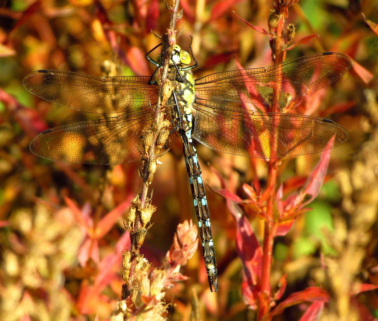  Blaugrüne Mosaikjungfer (Aeshna cyanea), Männchen (4)