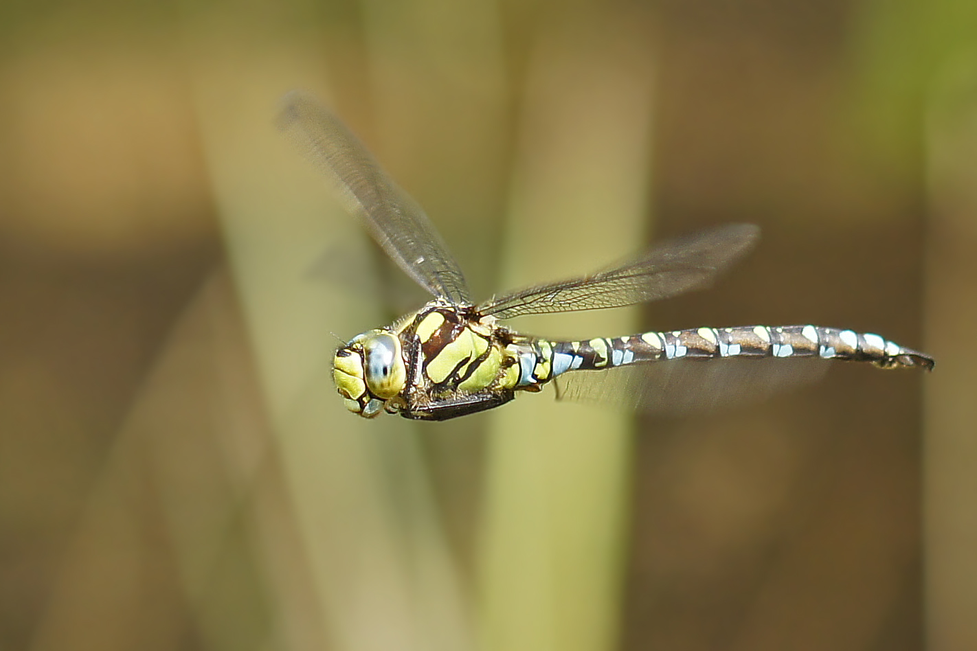 Blaugrüne Mosaikjungfer (Aeshna cyanea), Männchen