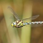 Blaugrüne Mosaikjungfer (Aeshna cyanea), Männchen