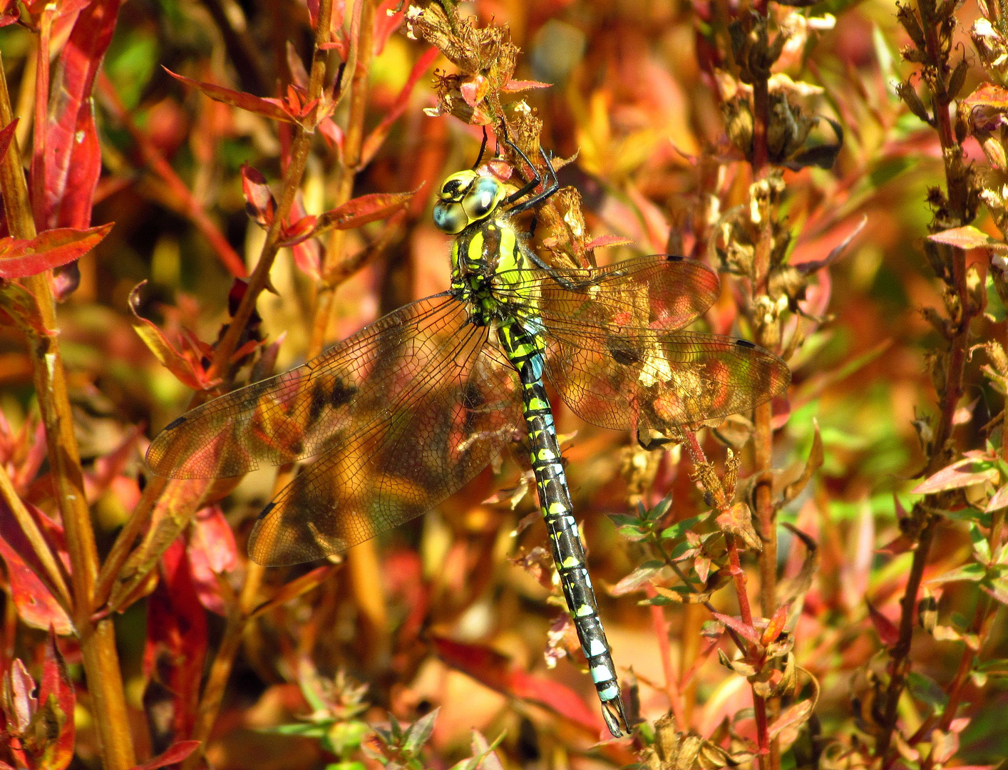 Blaugrüne Mosaikjungfer (Aeshna cyanea), Männchen