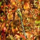 Blaugrüne Mosaikjungfer (Aeshna cyanea), Männchen