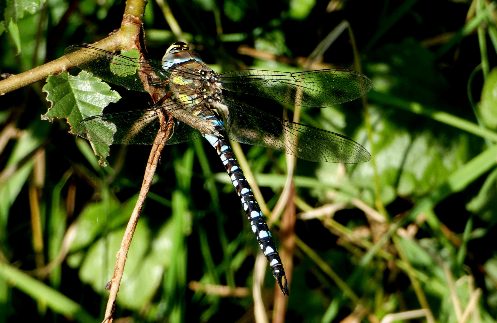 Blaugrüne Mosaikjungfer (Aeshna cyanea), Männchen