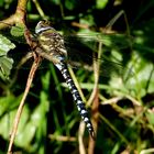 Blaugrüne Mosaikjungfer (Aeshna cyanea), Männchen