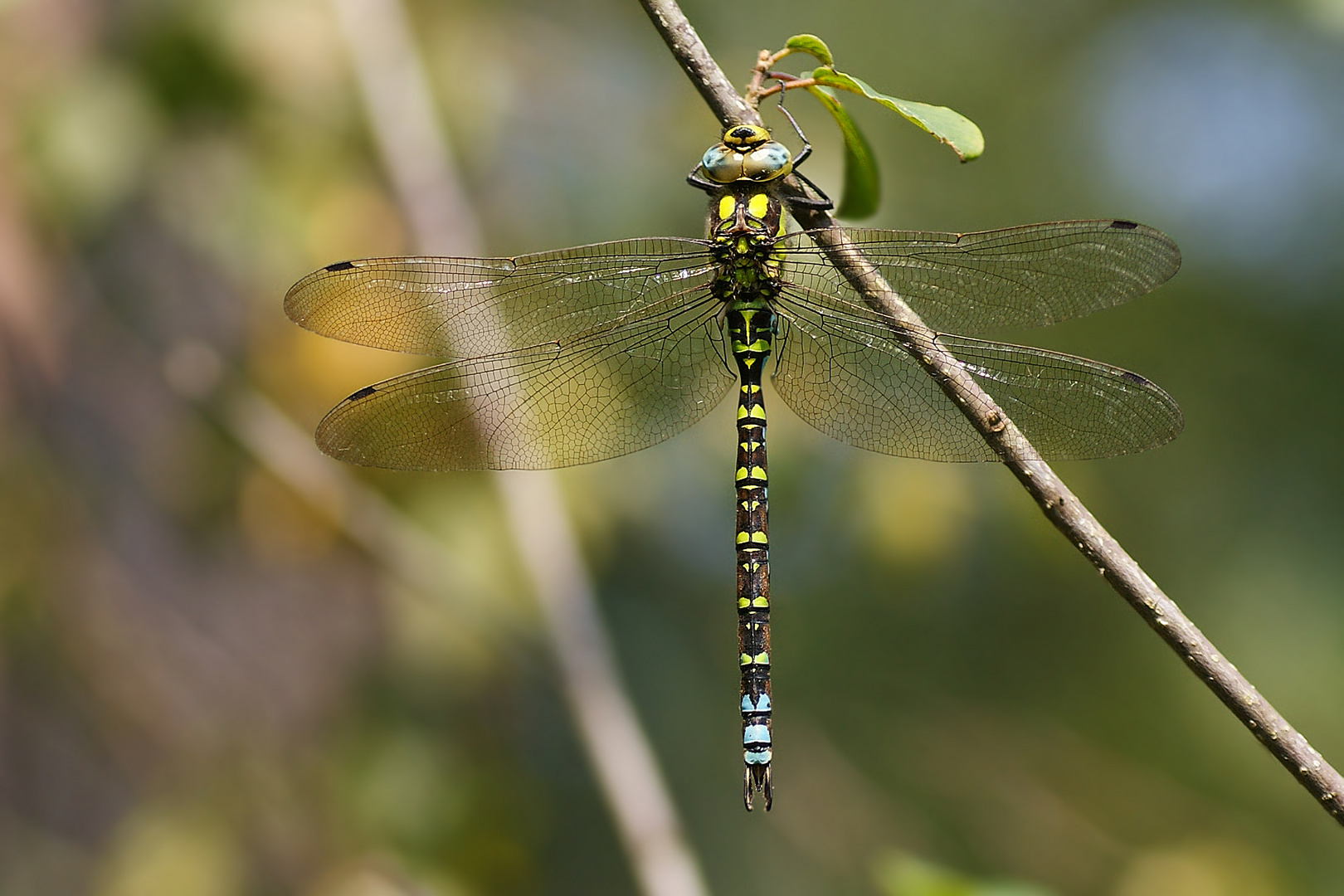 Blaugrüne Mosaikjungfer (Aeshna cyanea), Männchen