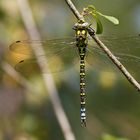 Blaugrüne Mosaikjungfer (Aeshna cyanea), Männchen