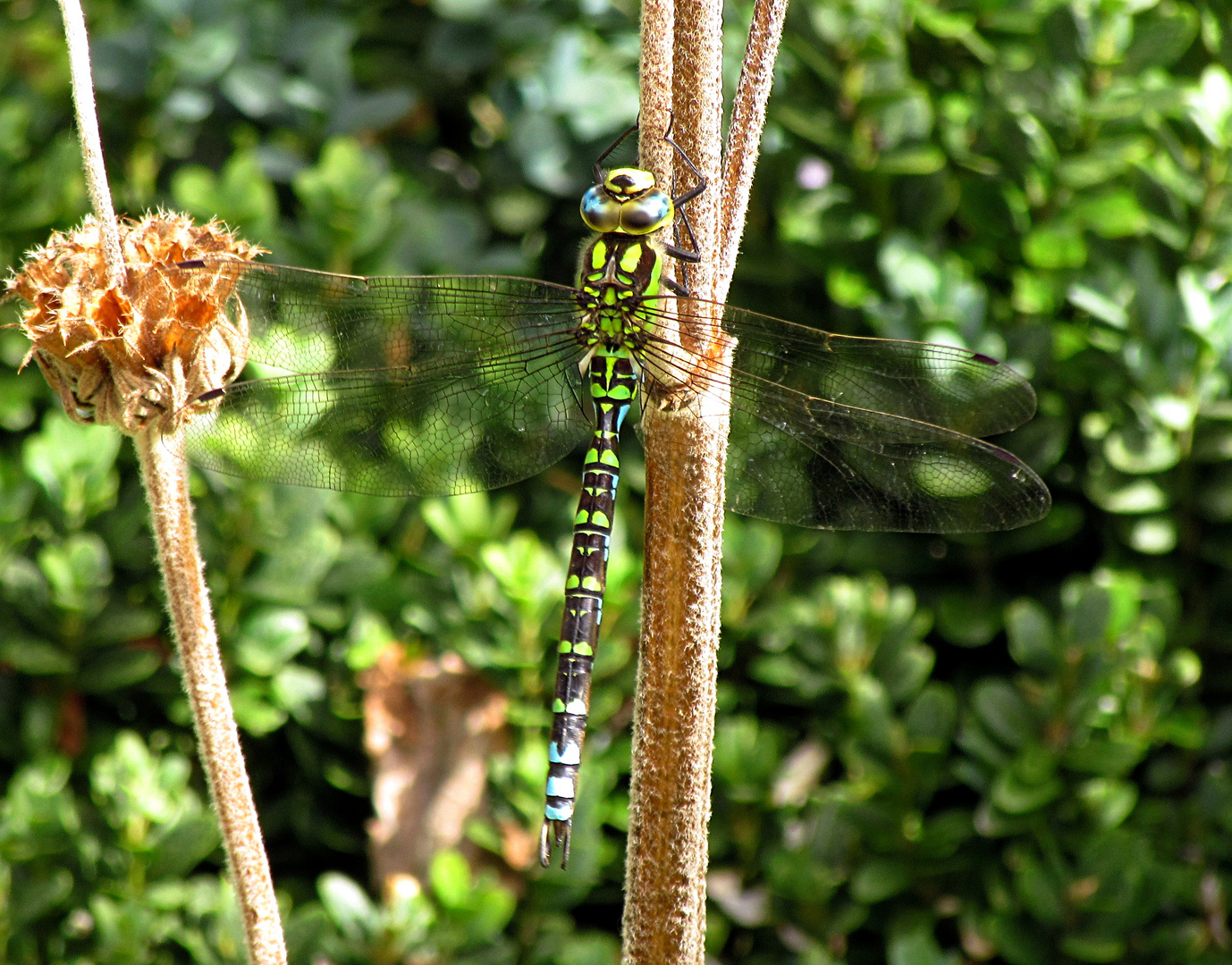 Blaugrüne Mosaikjungfer (Aeshna cyanea), Männchen