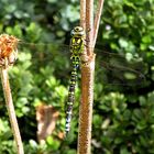 Blaugrüne Mosaikjungfer (Aeshna cyanea), Männchen