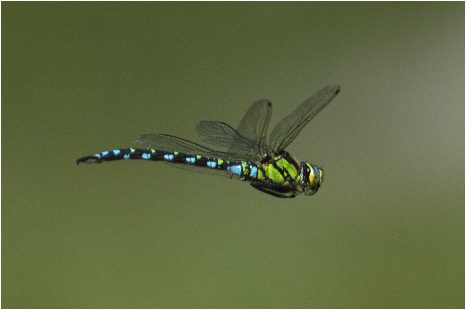 Blaugrüne Mosaikjungfer - Aeshna cyanea - Männchen (?)