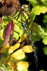Blaugrüne Mosaikjungfer (Aeshna cyanea), Männchen
