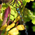 Blaugrüne Mosaikjungfer (Aeshna cyanea), Männchen