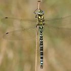 Blaugrüne Mosaikjungfer (Aeshna cyanea), Männchen