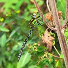 Blaugrüne Mosaikjungfer (Aeshna cyanea), Männchen