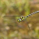 Blaugrüne Mosaikjungfer (Aeshna cyanea), Männchen beim Revierflug