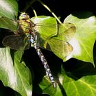 Blaugrüne Mosaikjungfer (Aeshna cyanea) - Männchen...