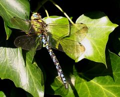 Blaugrüne Mosaikjungfer (Aeshna cyanea) - Männchen...