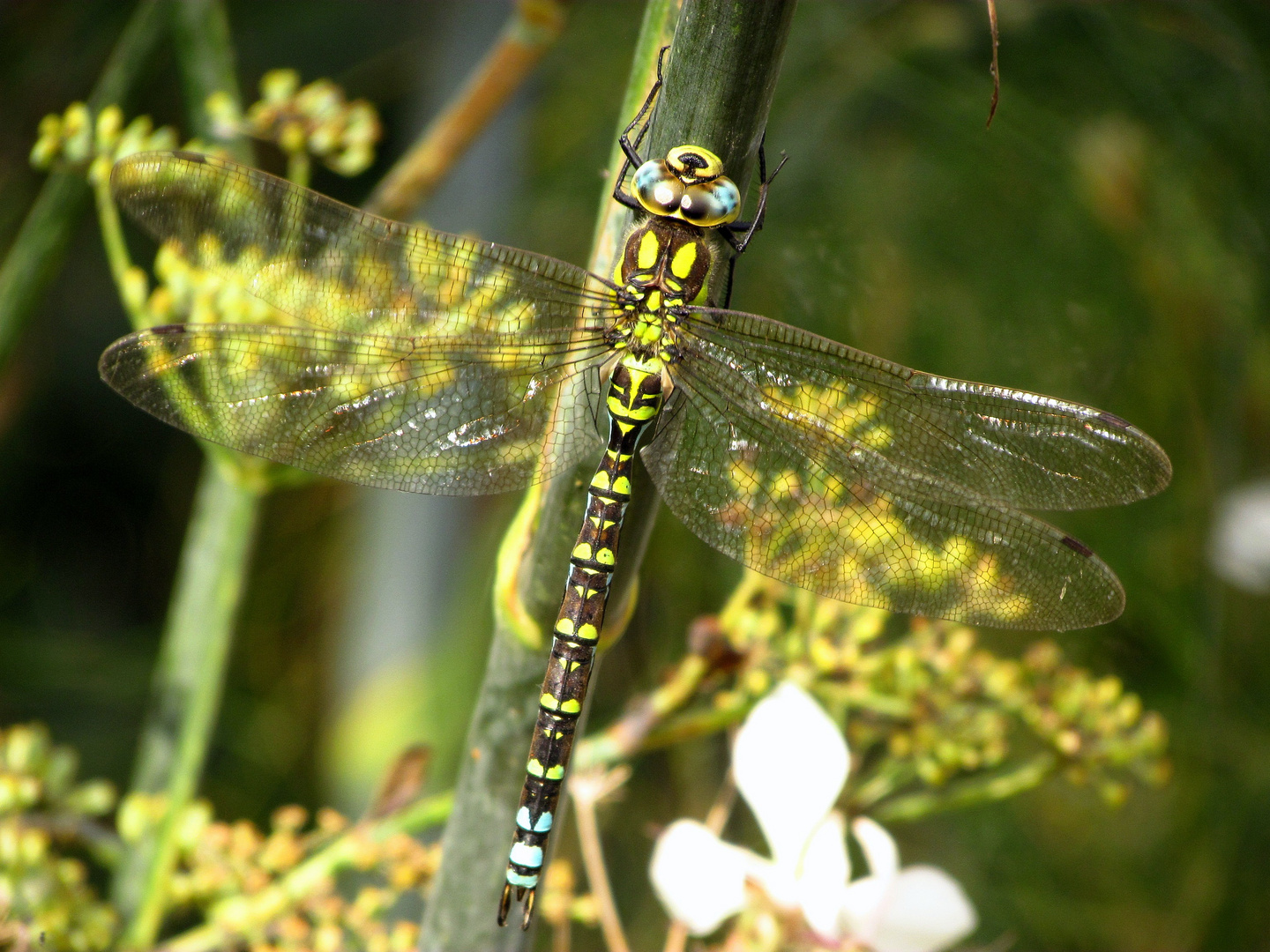 Blaugrüne Mosaikjungfer (Aeshna cyanea), Männchen nach der Paarung