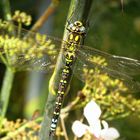 Blaugrüne Mosaikjungfer (Aeshna cyanea), Männchen nach der Paarung