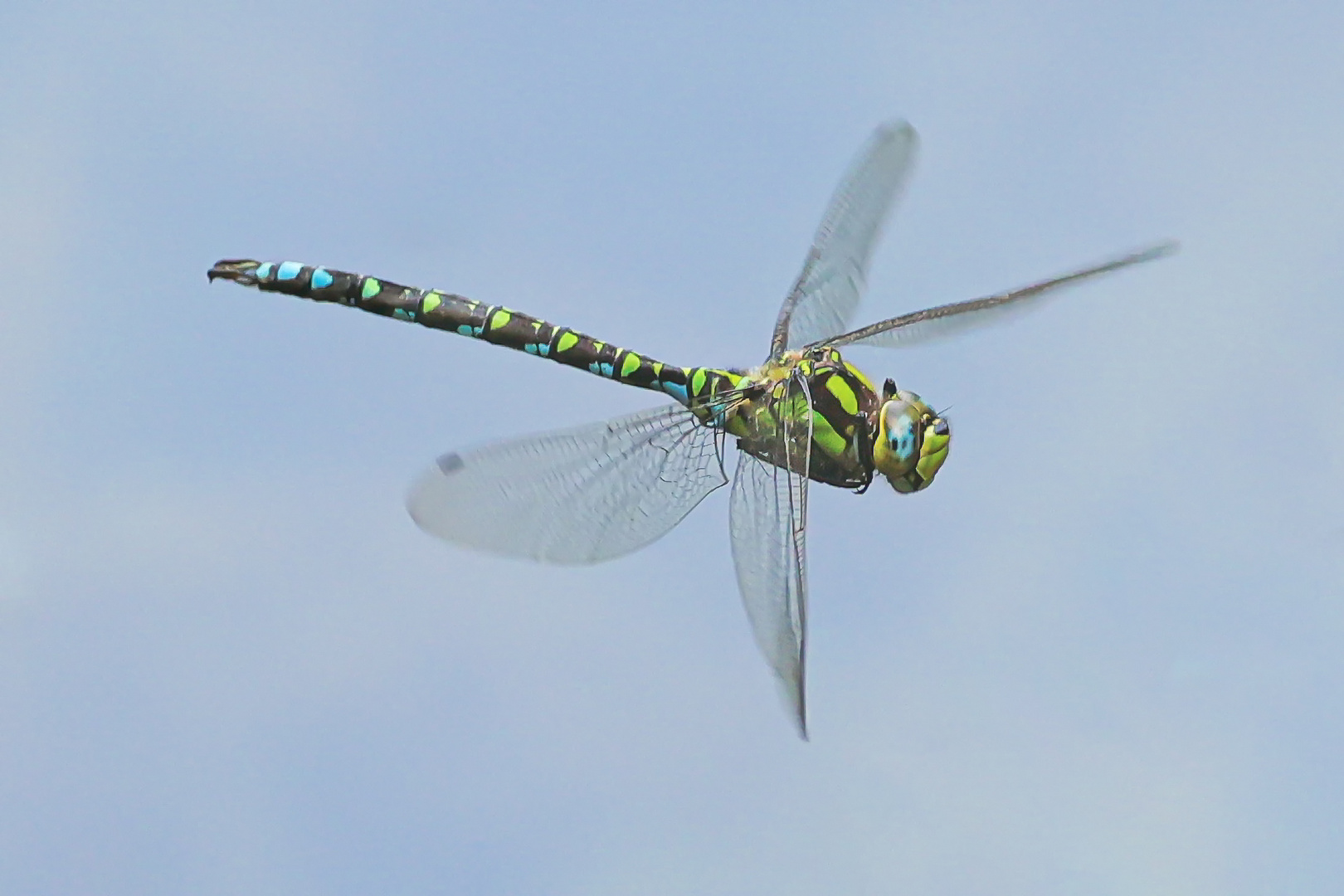 Blaugrüne Mosaikjungfer ( Aeshna cyanea ), männl.