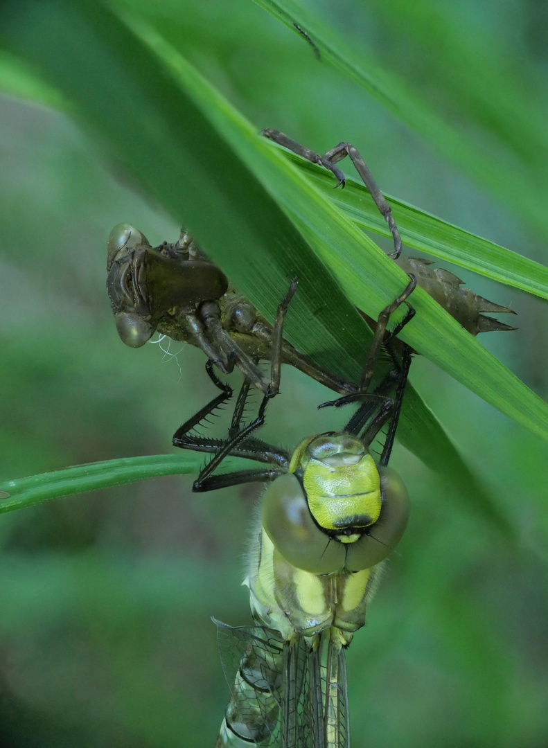 Blaugrüne Mosaikjungfer (Aeshna cyanea) mit Exuvie