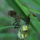 Blaugrüne Mosaikjungfer (Aeshna cyanea) mit Exuvie