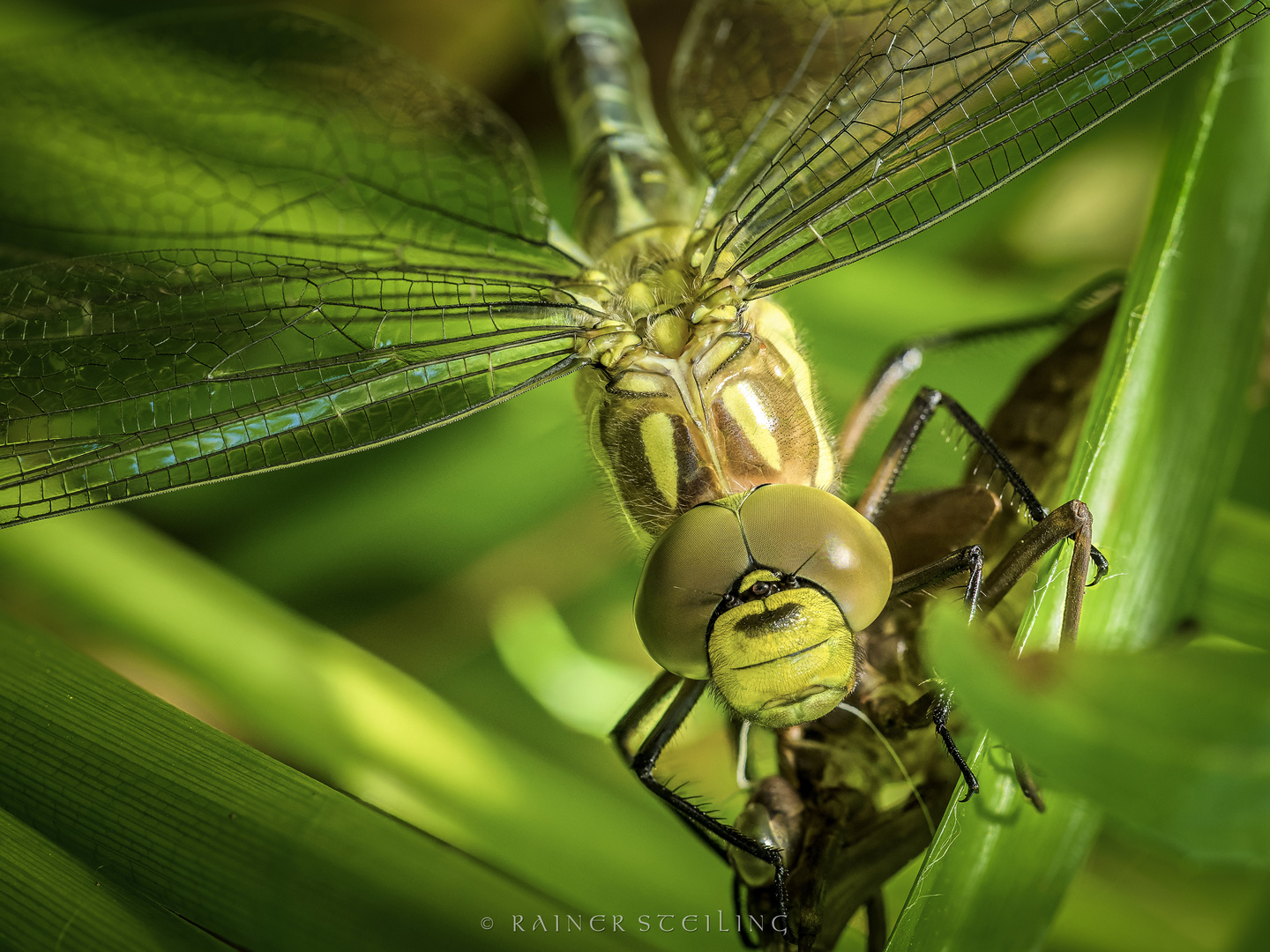 Blaugrüne Mosaikjungfer (Aeshna cyanea) nach dem Schlüpfen