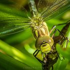 Blaugrüne Mosaikjungfer (Aeshna cyanea) nach dem Schlüpfen