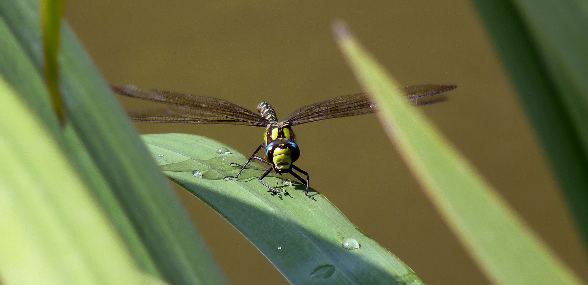 Blaugrüne Mosaikjungfer (Aeshna cyanea) nach der Mahlzeit