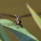 Blaugrüne Mosaikjungfer (Aeshna cyanea) nach der Mahlzeit