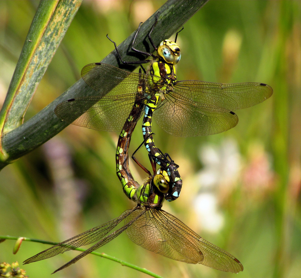 Blaugrüne Mosaikjungfer (Aeshna cyanea), Paarungsrad (1)