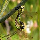 Blaugrüne Mosaikjungfer (Aeshna cyanea), Paarungsrad (1)