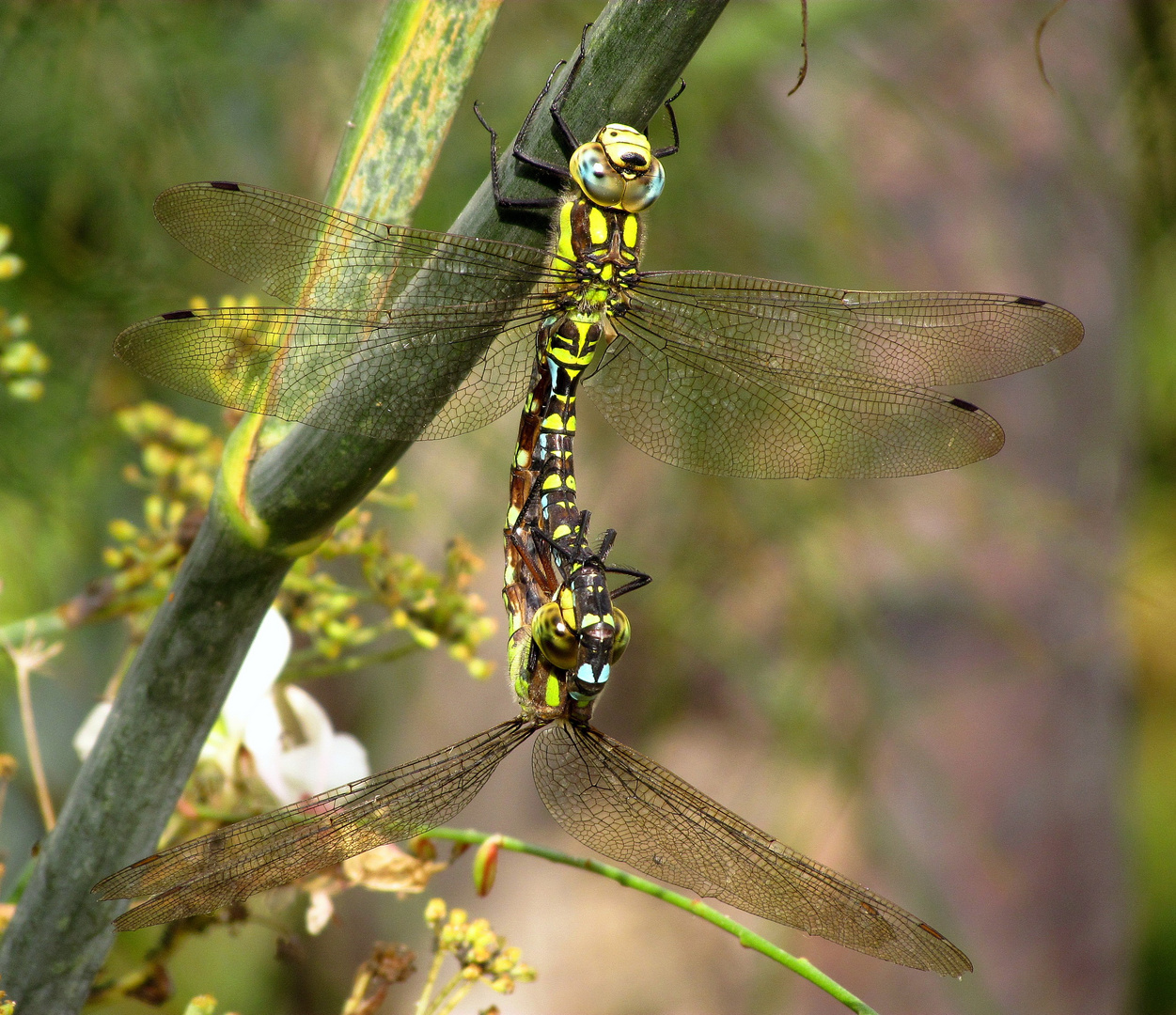 Blaugrüne Mosaikjungfer (Aeshna cyanea), Paarungsrad (2)