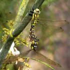 Blaugrüne Mosaikjungfer (Aeshna cyanea), Paarungsrad (2)