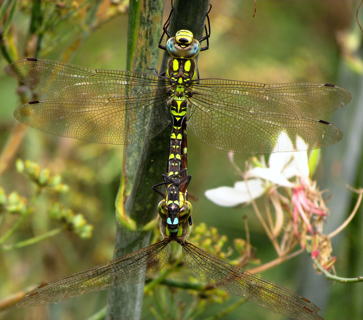 Blaugrüne Mosaikjungfer (Aeshna cyanea), Paarungsrad (3)