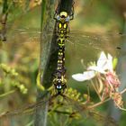 Blaugrüne Mosaikjungfer (Aeshna cyanea), Paarungsrad (3)