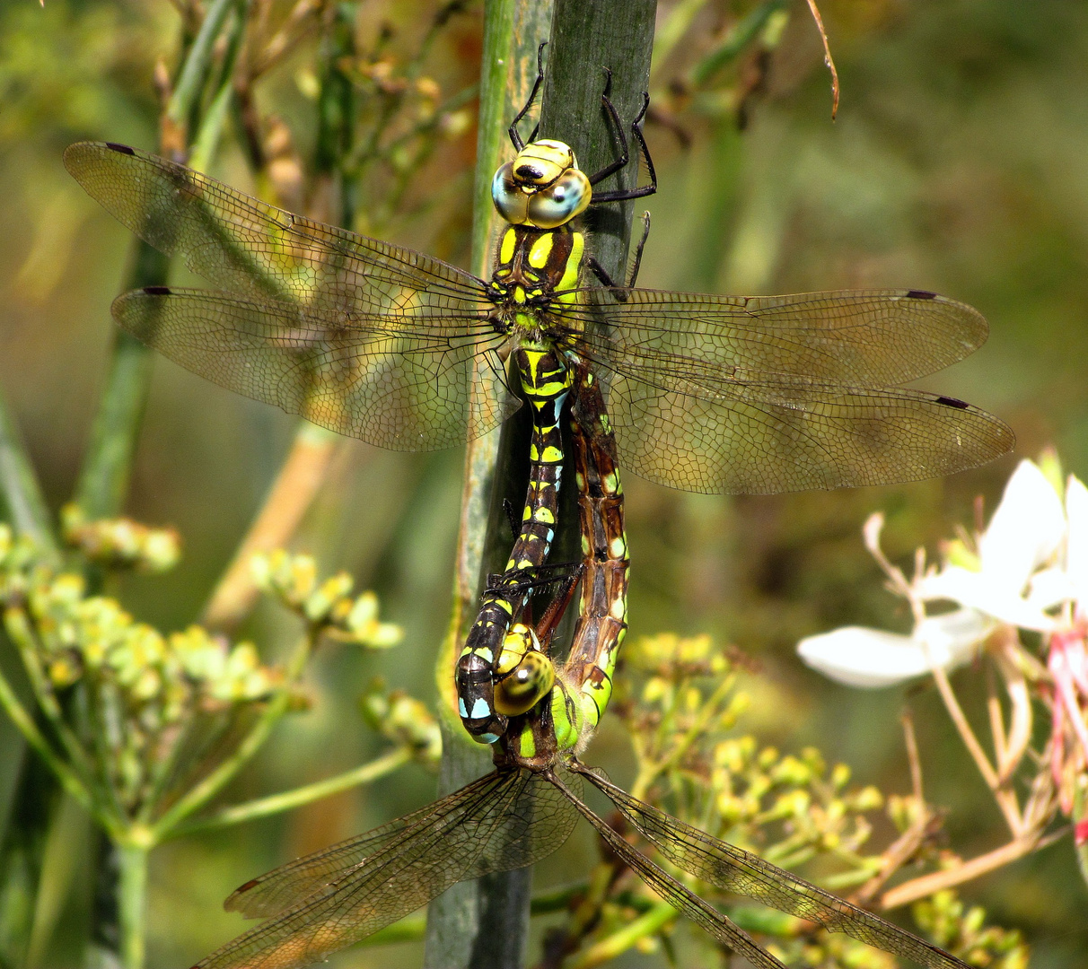 Blaugrüne Mosaikjungfer (Aeshna cyanea), Paarungsrad (4)